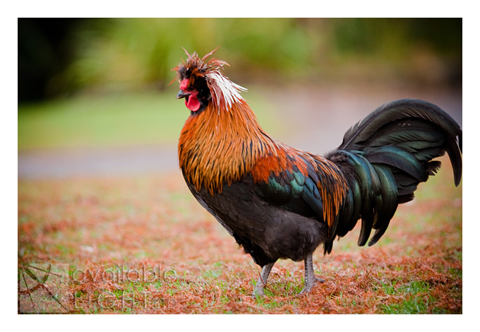 auckland pet photographer