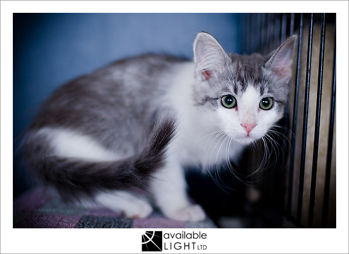 auckland pet photographer