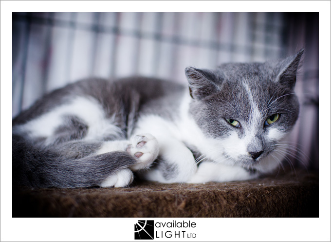 auckland pet photographer