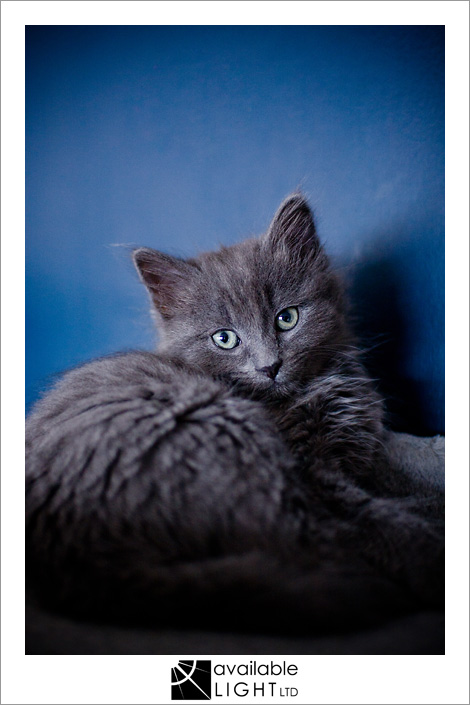 auckland pet photographer