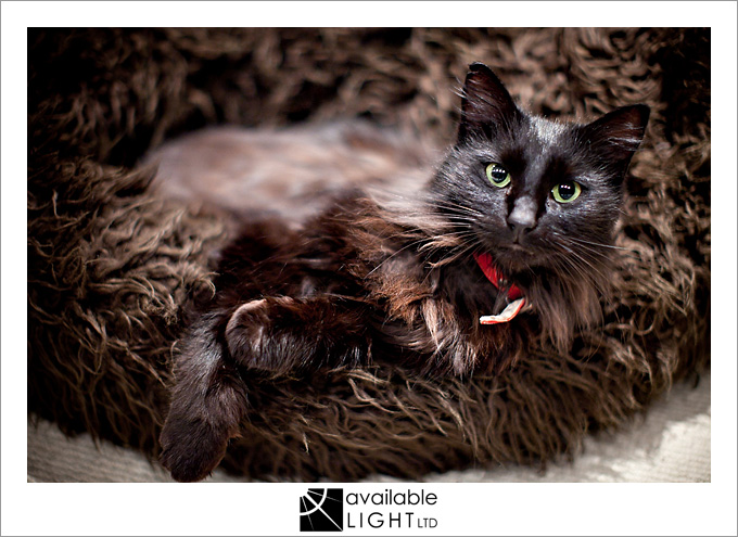 auckland pet photographer