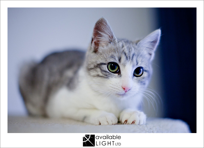 auckland pet photographer