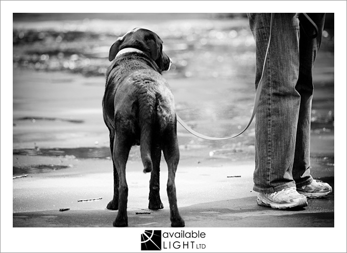 auckland pet photographer