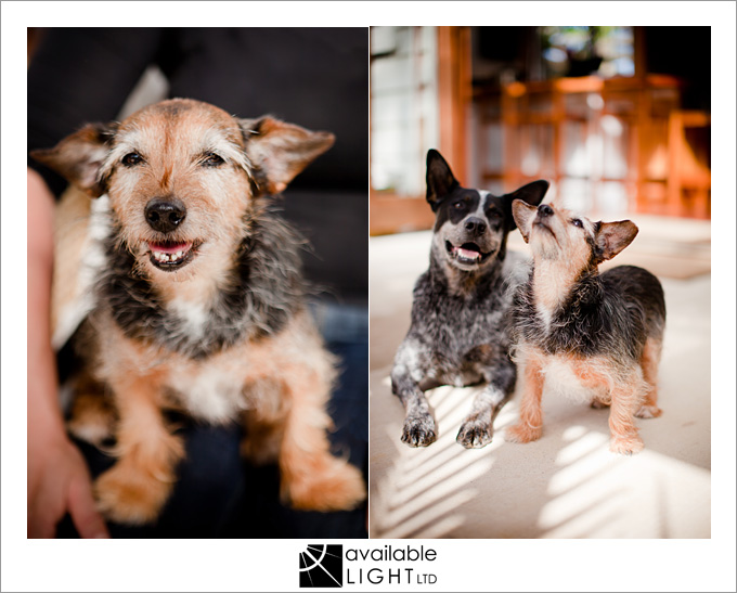 auckland dog photographer