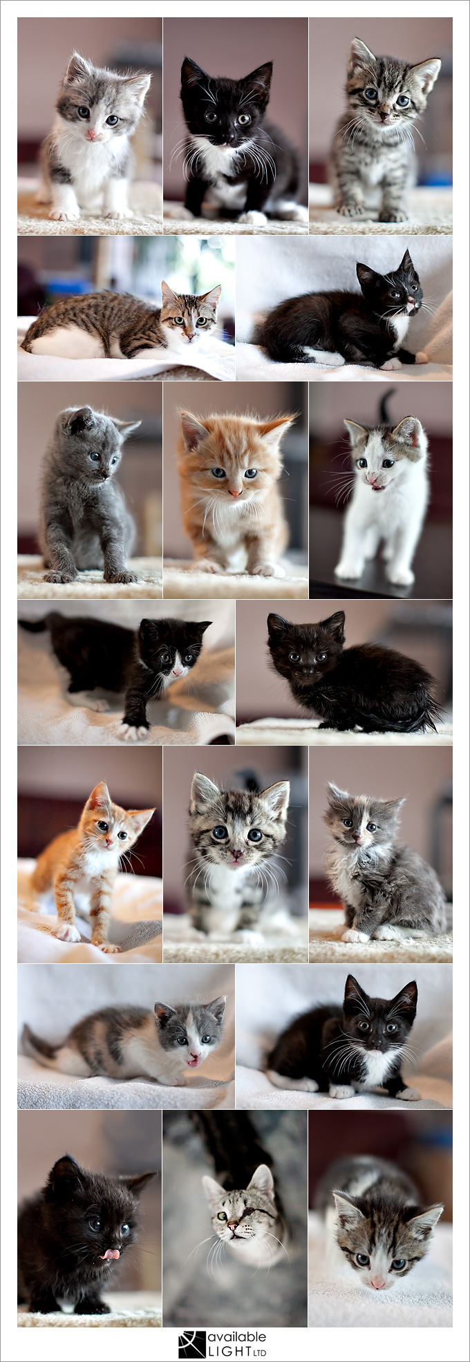 cat portraits auckland pet photographer