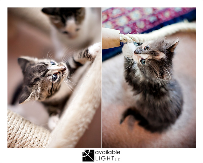 cat portraits auckland pet photographer