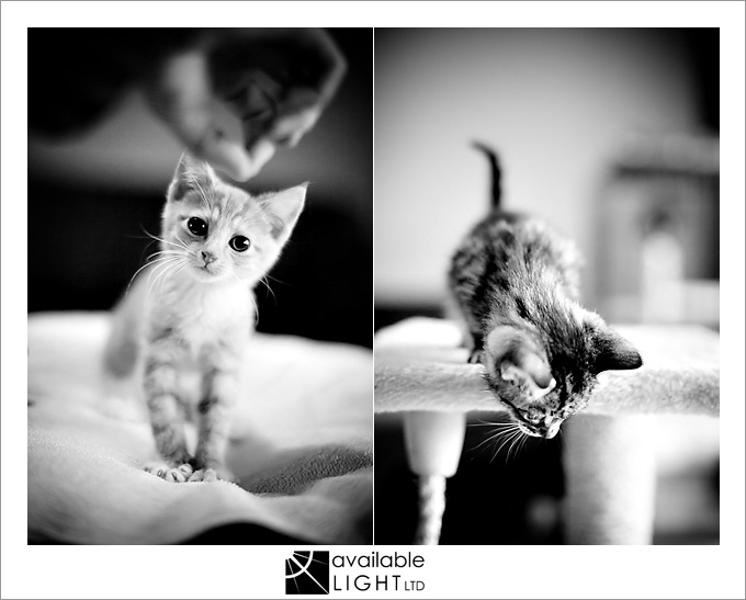 cat portraits auckland pet photographer