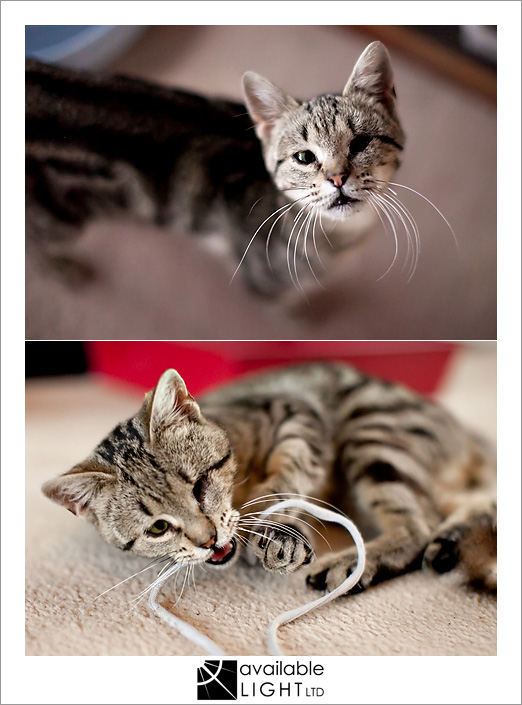 cat portraits auckland pet photographer