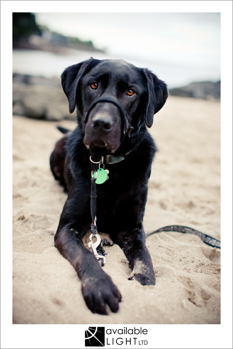 auckland pet photographer