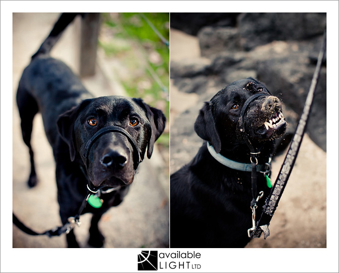 auckland pet photographer