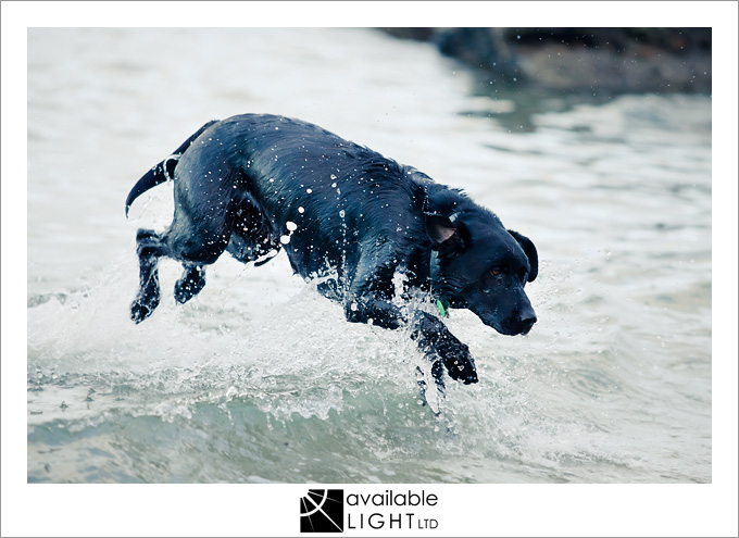 auckland pet photographer