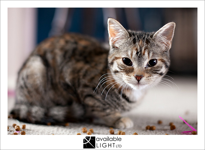 auckland pet photographer