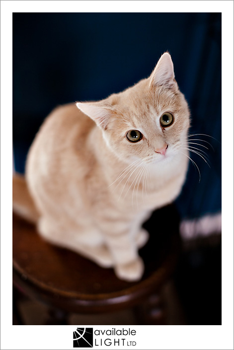 auckland pet photographer