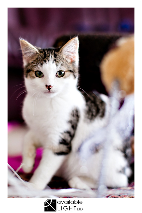 auckland pet photographer