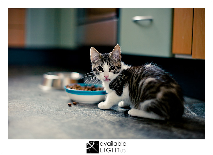 auckland pet photographer