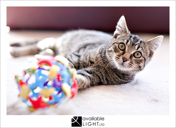 auckland pet photographer