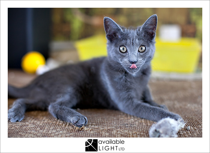 auckland pet photographer