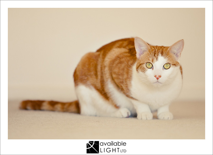 auckland pet photographer