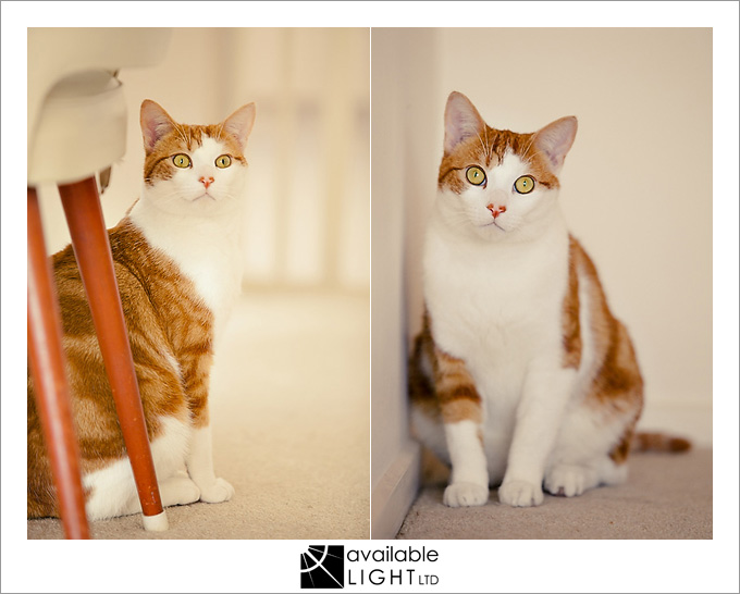 auckland pet photographer