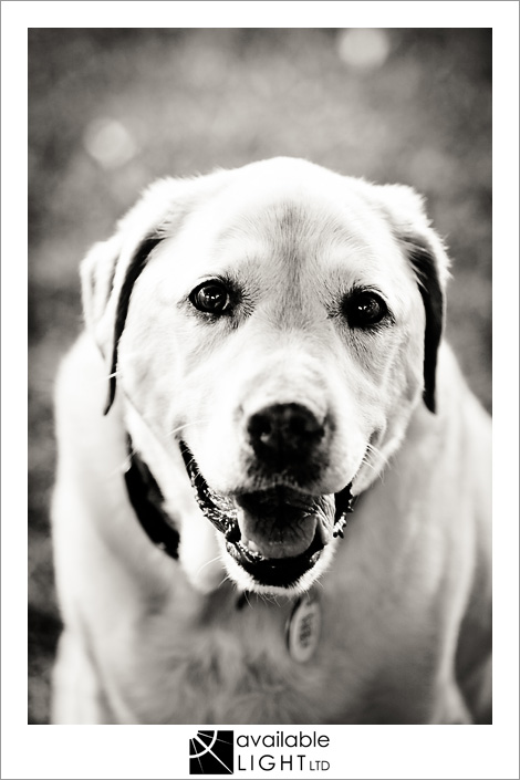 auckland pet photographer