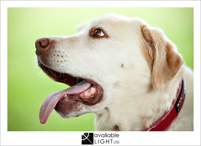 auckland pet photographer