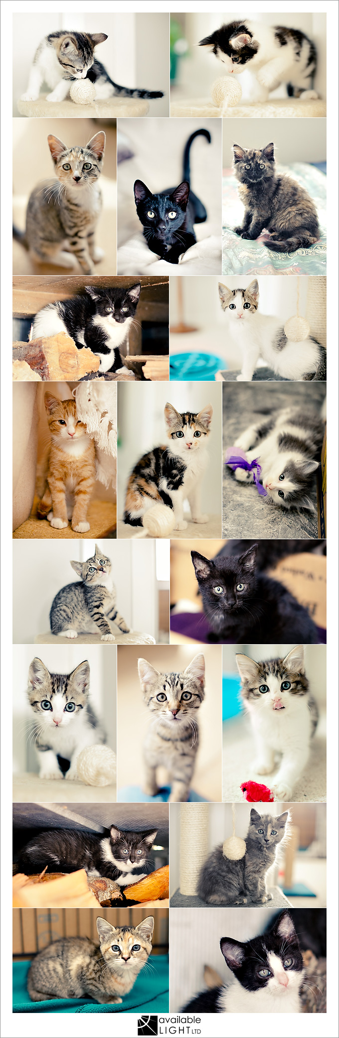 auckland pet lifestyle photographer