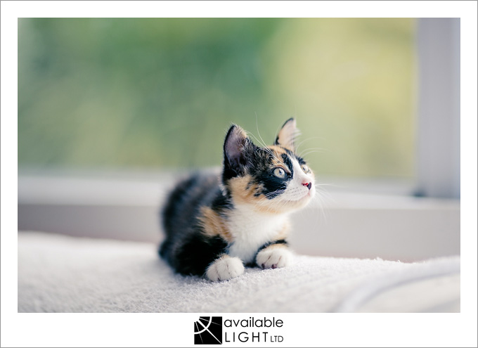 auckland pet photographer