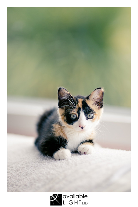 auckland pet photographer