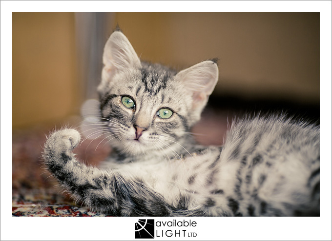 auckland pet photographer