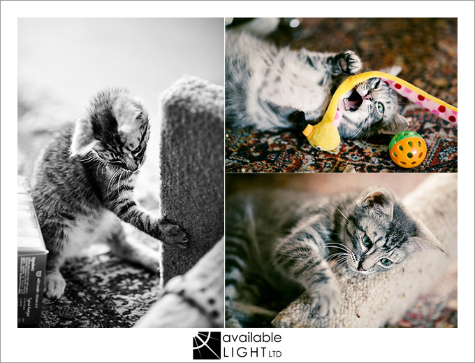 auckland pet photographer