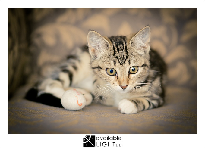 auckland pet photographer