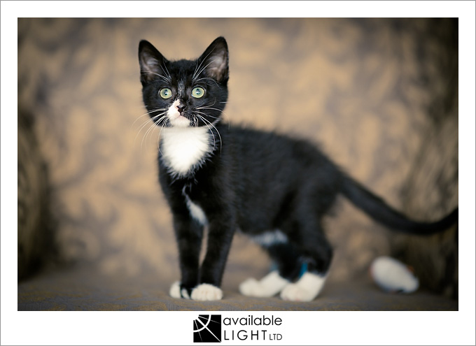 auckland pet photographer