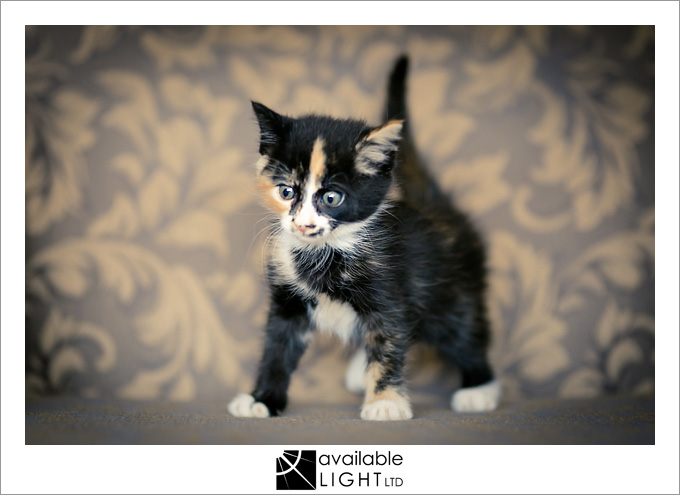 auckland pet photographer