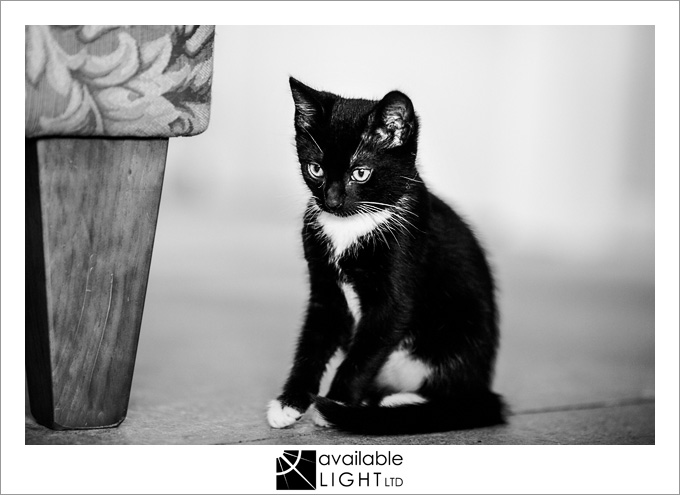 auckland pet photographer