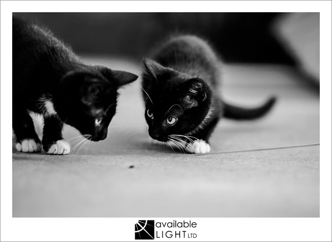 auckland pet photographer