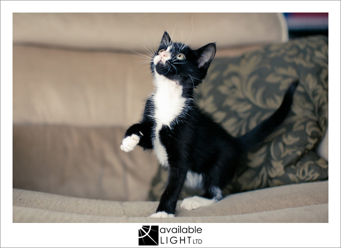 auckland pet photographer