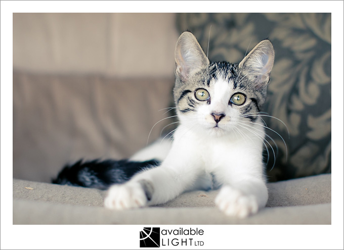 auckland pet photographer