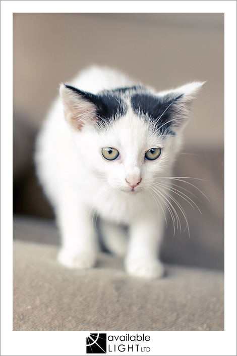 auckland pet photographer