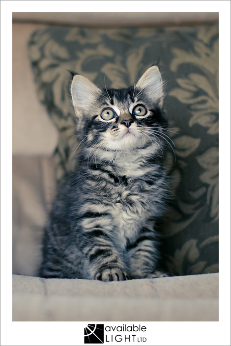 auckland pet photographer