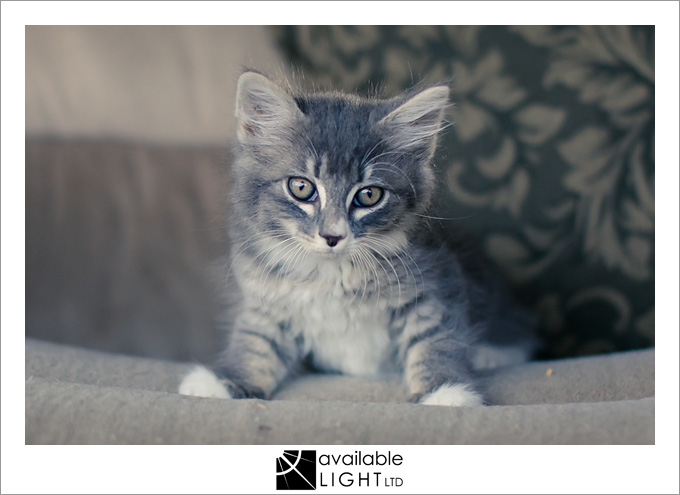 auckland pet photographer