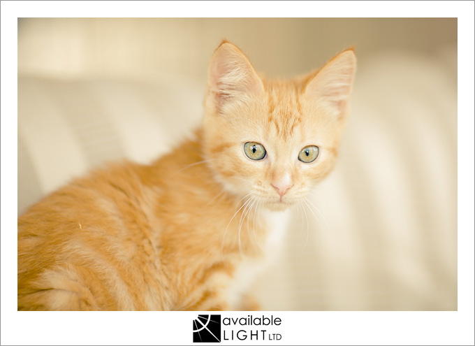 auckland pet photographer