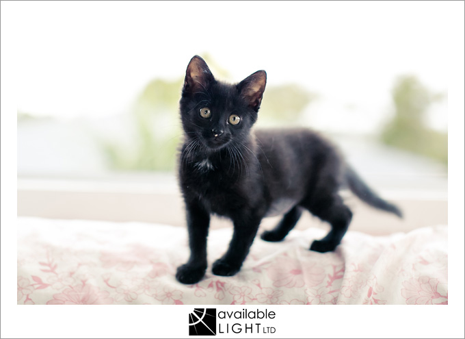 auckland pet photographer