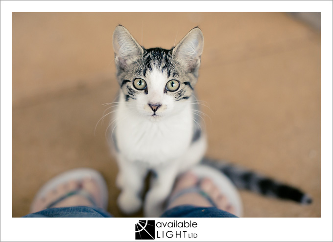 auckland pet photographer