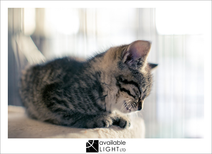 auckland pet photographer