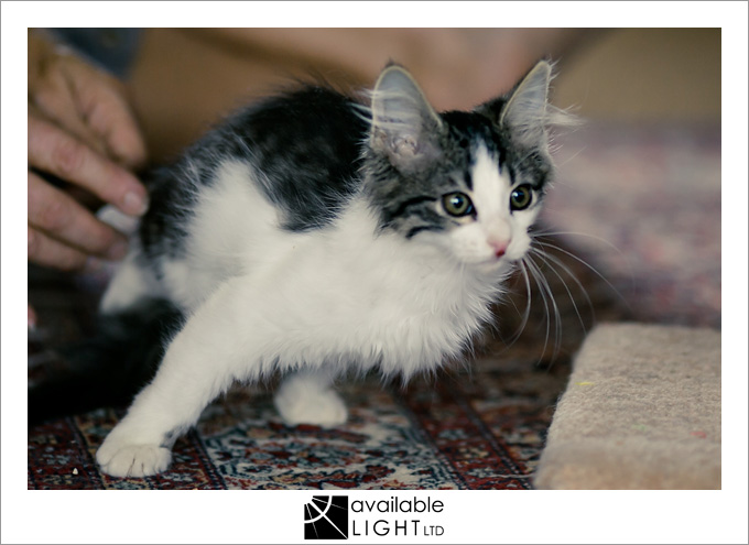 auckland pet photographer