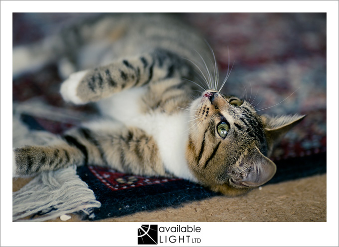 auckland pet photographer