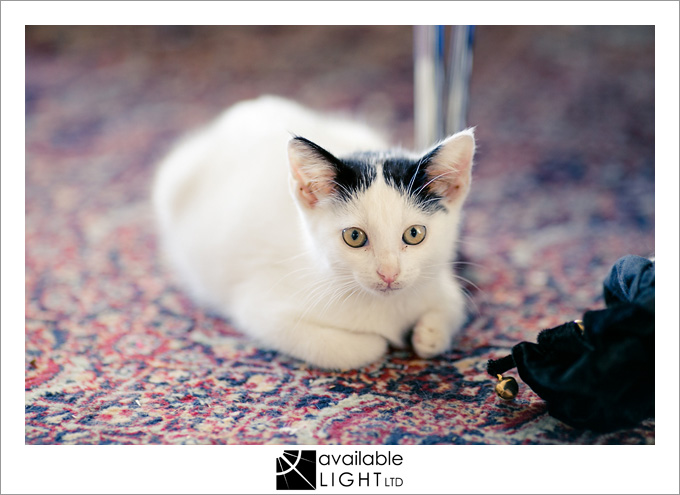 auckland pet photographer