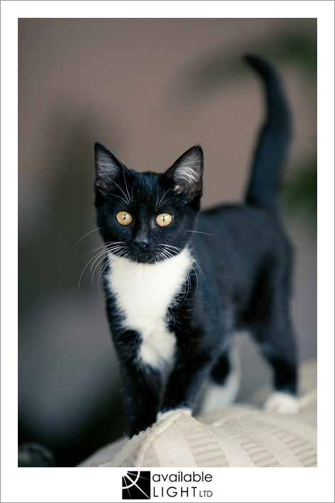 auckland pet photographer