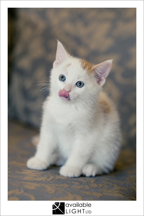 auckland pet photographer