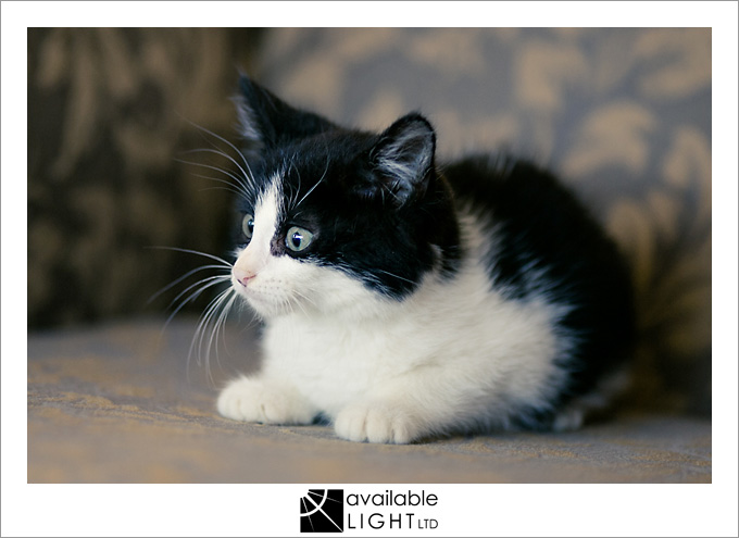 auckland pet photographer